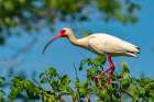 USA-Louisiana-Evangeline Parish White ibis bird in breeding plumage Art Print